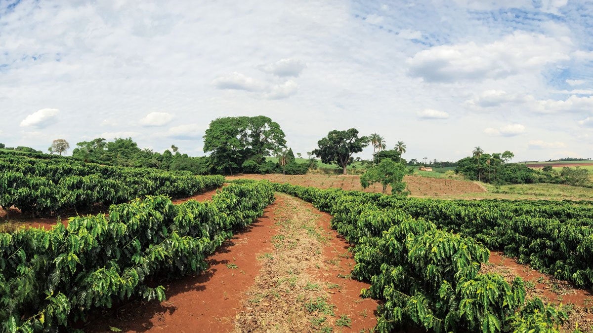 サンパウロ市から近いコーヒー農園 東山農場 株式会社アルファインテル
