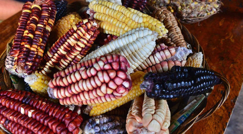 ペルー産アルファホレスとマンジャール・ブランコのレシピ